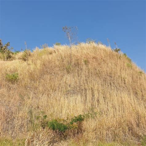 Premium Photo Dry Grass On Field Against Clear Blue Sky