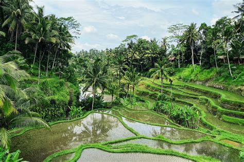 5 Best Things To Do In Ubud Bali Indonesia [diy Travel Guide To Ubud]