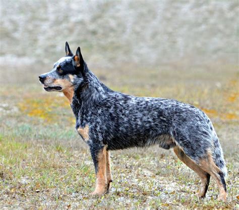 Unleashing The Beauty And Charm Of Calico Dog Breeds Your Guide To