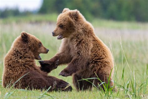 Brown Bear Cubs | Lake Clark National Park, Alaska. | Photos by Ron ...