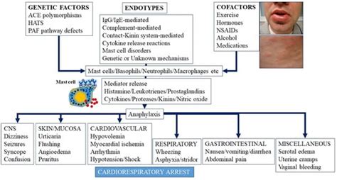 Ijms Free Full Text Mechanisms Governing Anaphylaxis Inflammatory