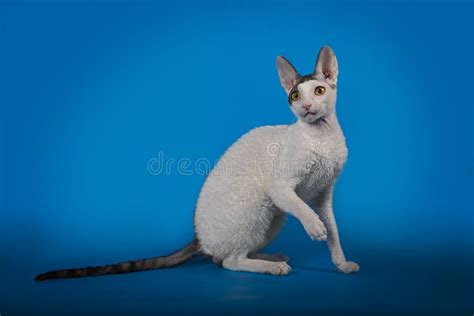 Funny Cat Cornish Rex On A Blue Studio Background Stock Image Image