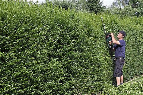 What Are Privet Hedge Problems? 3 Most Serious Problems