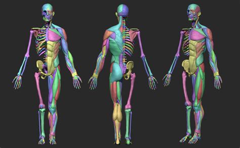 Artstation Human Male Anatomy Resources