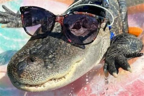 Wally the Emotional Support Alligator Is Missing, Owner Says