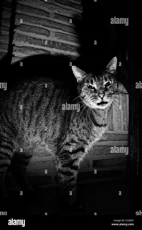 Scary Cat Hi Res Stock Photography And Images Alamy