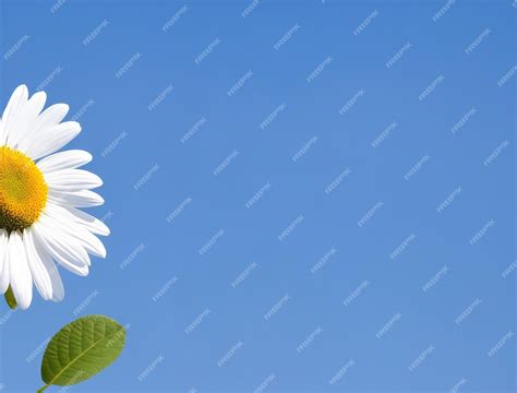 Premium Photo | Daisies on blue background