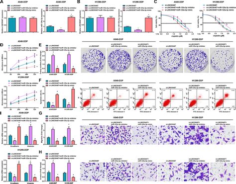 Inhibited Mir A P Reverses The Effects Of Linc Silencing On