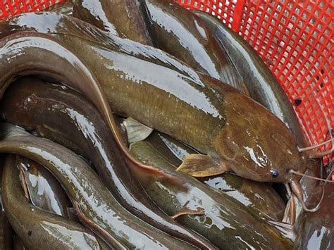 Shing Fish Farming পুকুরে লাভজনক শিং মাছ চাষ করে দ্বিগুন উপার্জন করুন