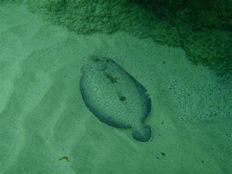 Linguado Peixe Tipos Caracter Sticas Alimenta O Habitat E Dicas