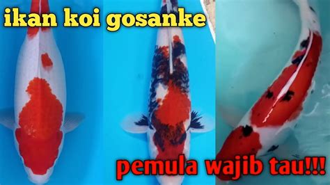 Ciri Ciri Ikan Koi Gosanke Pemula Wajib Tau Youtube