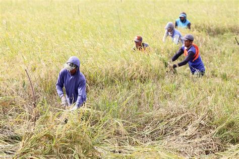 Sektor Pertanian Sumbang Pdrb 10 76 Sepertiga Pekerja Di Jatim Jadi