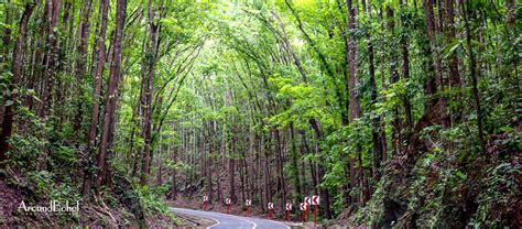 Bilar Man-Made Forest - Around Bohol