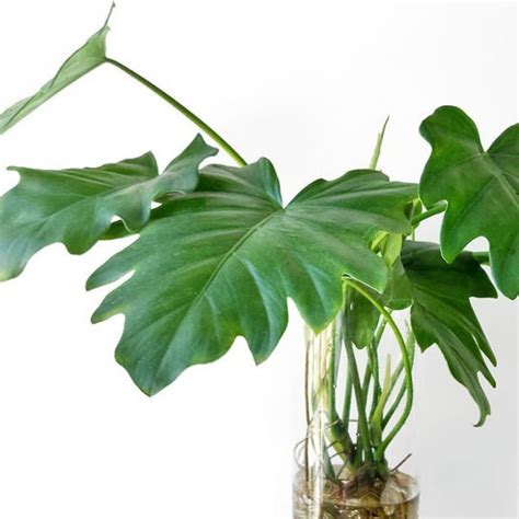 Philodendron Lacerum Tips For A Happy Plant Teak And Terracotta