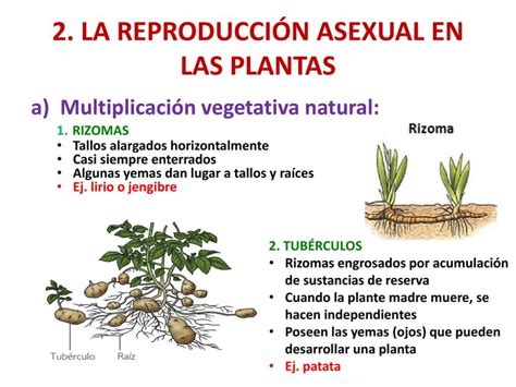 Reproduccion Asexual En Plantas Study Tips Ccnn Study