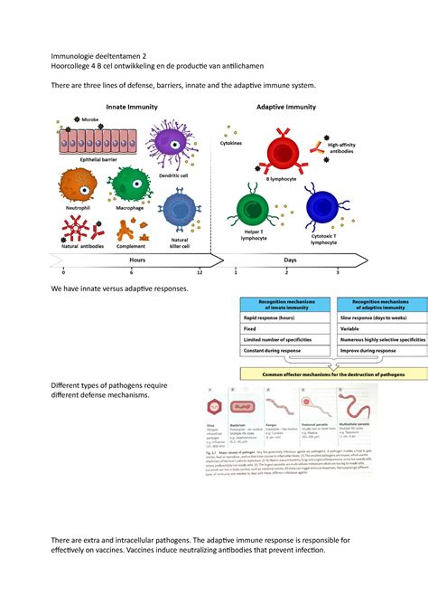 Immunologie Deeltentamen We Have Innate Versus Adaptive Responses