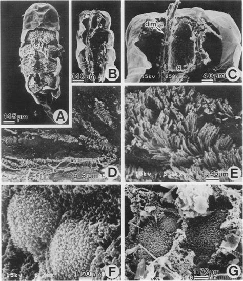 A E Adult Female Of The Parasitic Copepod Pseudomyicola Spinosus A Download Scientific