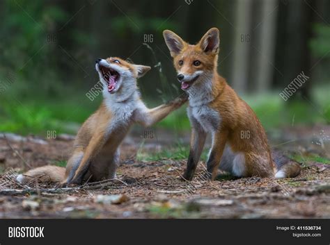 Red Fox. Species Has Image & Photo (Free Trial) | Bigstock