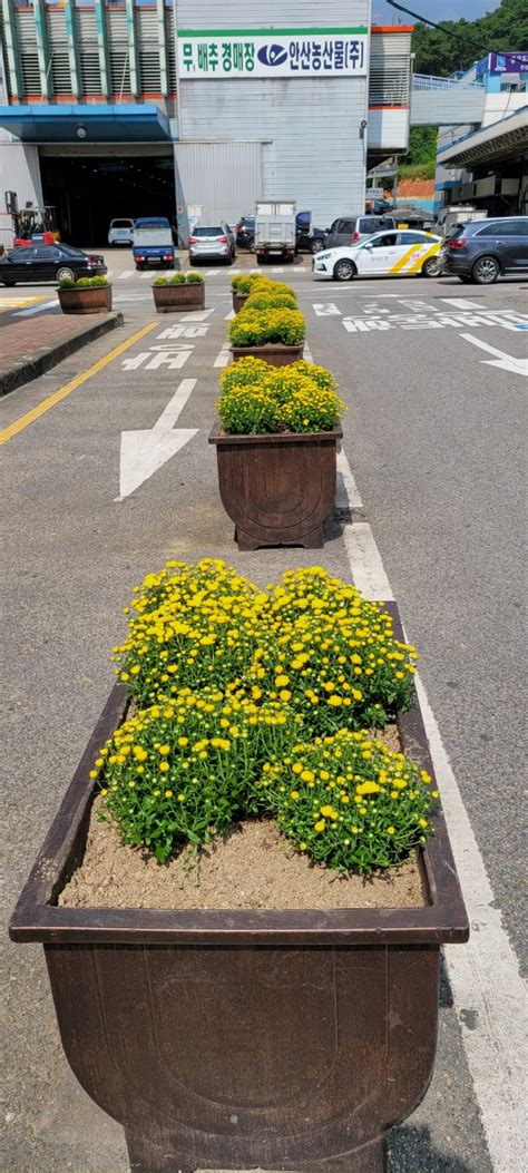 안산시농수산물도매시장 국화꽃 270여개 식재로 화훼농가에 도움