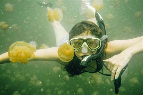 A Guide To Swimming In Palau S Freshwater Jellyfish Lake