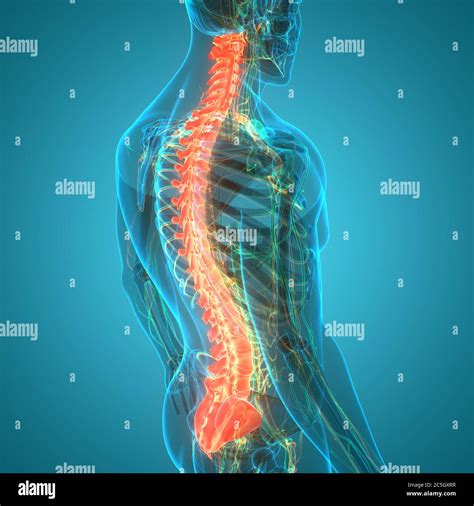 Spinal Cord Vertebral Column Of Human Skeleton System Anatomy Stock