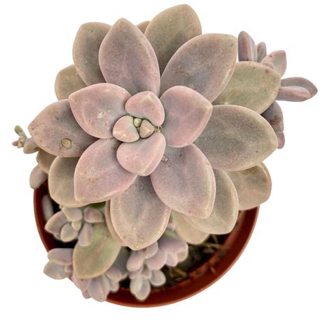 Graptoveria Ellen Swalmen