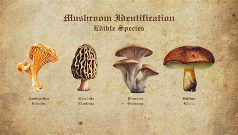 Quick Mushroom Identification - Fungus Identifier