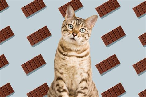 Can Cats Eat Chocolate Understanding The Dangers And Risks By Chat