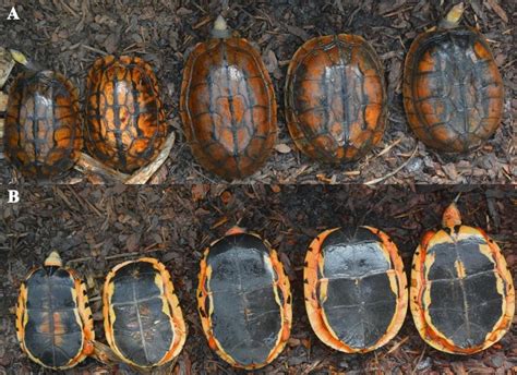 Cuora trifasciata | Cuora Conservation Center