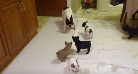 (VIDEO) Frenchie Parent Gleefully Plays With His Puppies. When You See How? This is PERFECT.