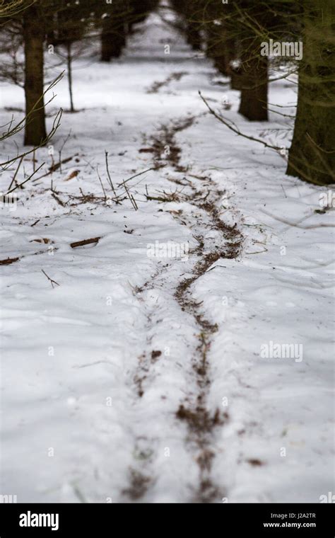 Badger tracks snow hi-res stock photography and images - Alamy