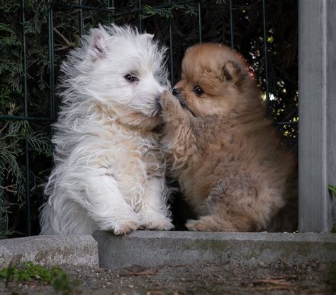 Cachorros Pomerania Centro Canino Valmajano