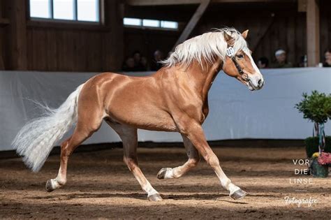 Beautiful Haflinger Stallions In Unterthingau