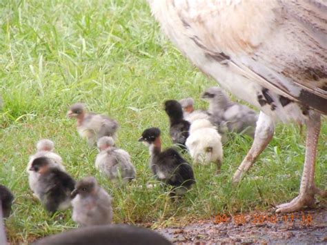 Naked Necks BackYard Chickens Learn How To Raise Chickens