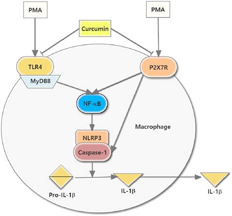 Frontiers Curcumin Represses Nlrp3 Inflammasome Activation Via Tlr4