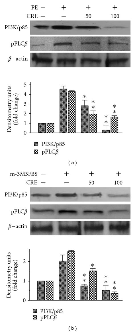 Effects of CRE on the expression levels of pPLCβ and PI3K p85 proteins