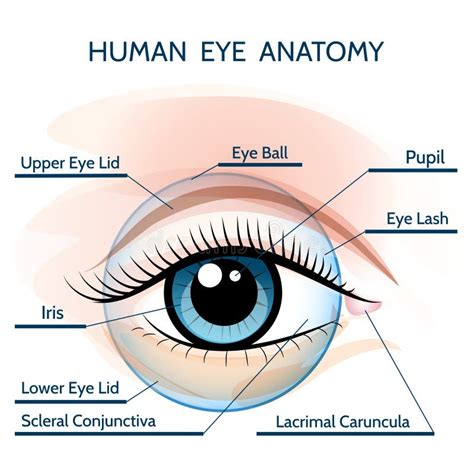 Ludzkiego Oka Anatomia Ilustracja Wektor Ilustracja Z O Onej Z