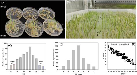 Frontiers Identification Of Candidate Genes Conferring Cold Tolerance