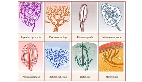 Cutaneous Receptors