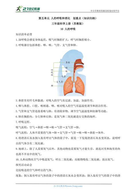 三年级科学上册（苏教版）第五单元 人的呼吸和消化 划重点（知识归纳） 21世纪教育网