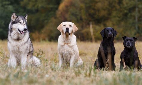 Top 9 Working Dog Breeds