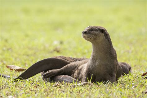 Smooth Coated Otter Megafauna Parks W Palearctic Inaturalist