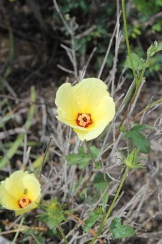 Desert Rosemallow Hibiscus Coulteri Flower Leaf Care Uses