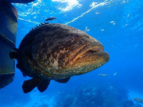 Atlantic Goliath Grouper Facts & Information Guide- American Oceans