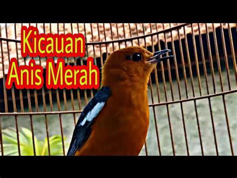 ANIS MERAH GACOR RAJIN BERKICAU Isian MEWAH YouTube