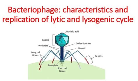 Bacteriology Microbiology Notes