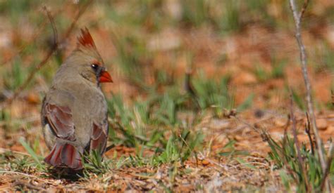 Cannundrums: Northern Cardinal - Texas