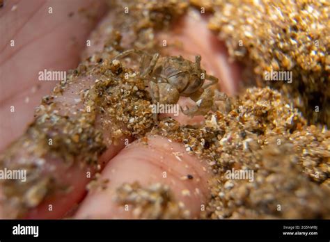 Close Up A Small Ghost Crab On Hand Macro Photography Of A Small Crab