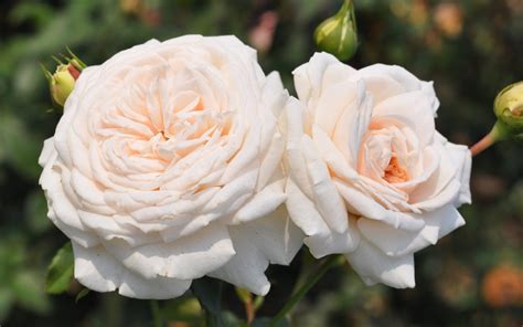 Honeymoon™ Arborose® 15 Grade Rose Palatine Fruit And Roses