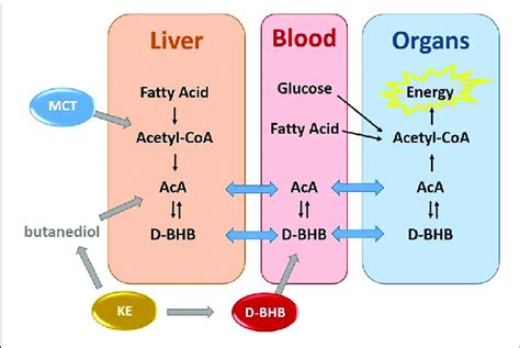 Exogenous Production Of Blood Ketones By Three Ketone Precursors Mct